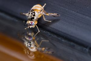 7 insetos encontrados no corpo humano durante uma colonoscopia