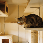 A Ciência explica como deixar os gatos de apartamento ainda