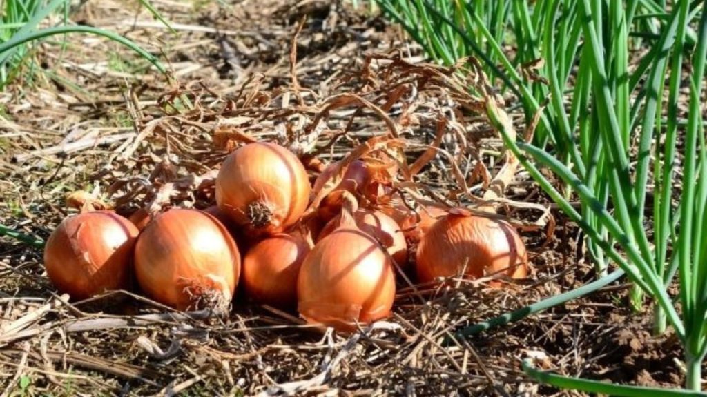 A cidade que lidera a produção de cebolas no Brasil