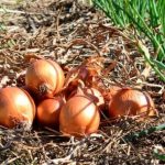 A cidade que lidera a produção de cebolas no Brasil