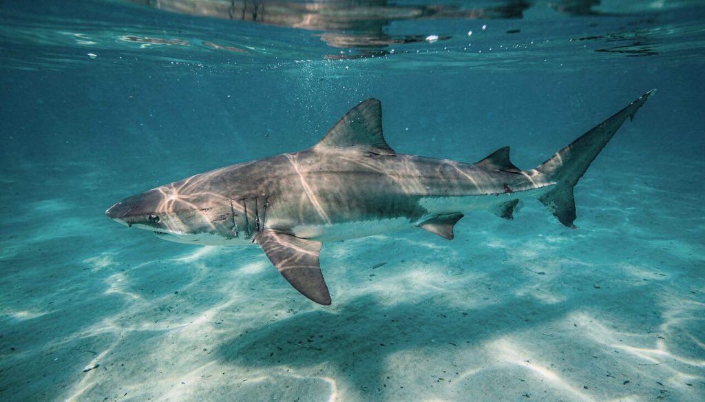 A ciência explica por que o medo que desenvolvemos de