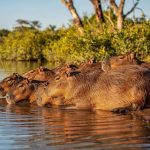 A ciência prova que capivaras podem ter sentimentos e até