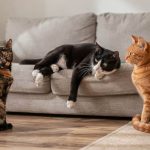 A cor do pelo do gato pode indicar se ele