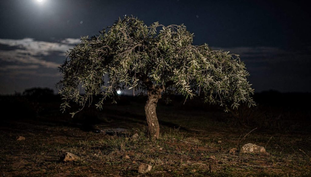 A descoberta científica surpreendente de que as árvores também tiram