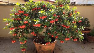 A fruta que une alimentação natural, bem-estar e jardinagem terapêutica