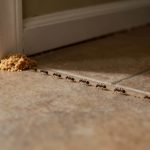 A mistura que vai eliminar todas as formigas da sua