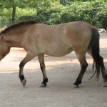 A montanha sagrada da Mongólia onde vivem os últimos cavalos