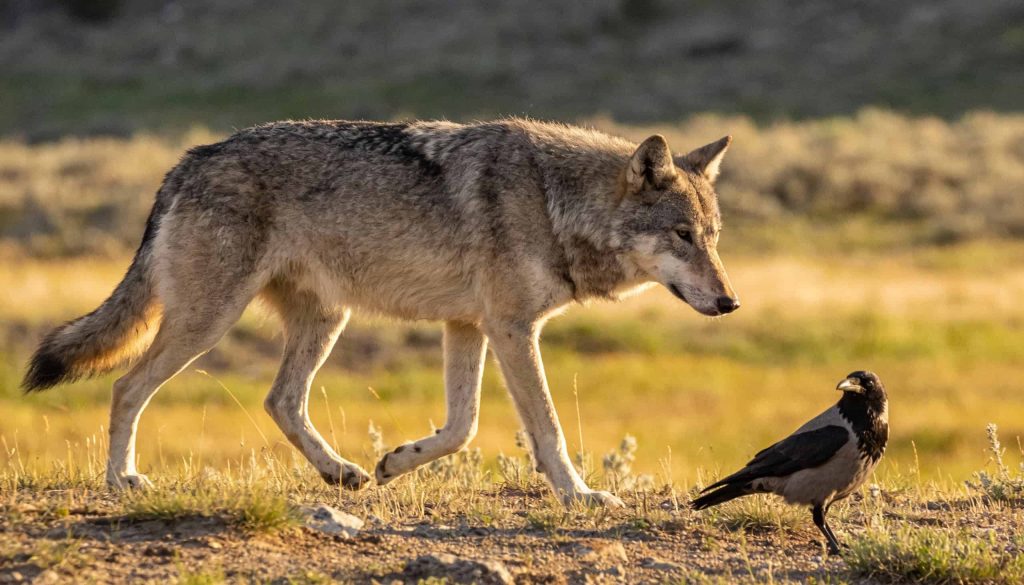 A parceria inesperada entre lobos e corvos que funciona como