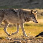 A parceria inesperada entre lobos e corvos que funciona como