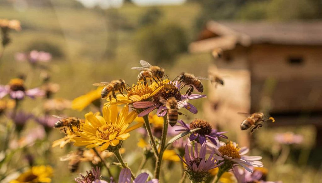 Abelhas tornaram-se os primeiros insetos do mundo a obter direitos