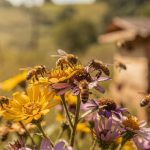 Abelhas tornaram-se os primeiros insetos do mundo a obter direitos