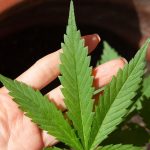 Anvisa discute nesta quarta regras para a produção de cannabis