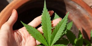 Anvisa discute nesta quarta regras para a produção de cannabis