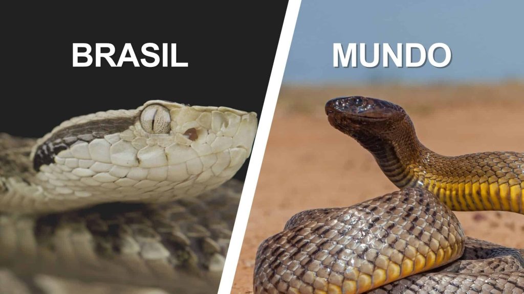 As 10 cobras mais peçonhentas do mundo (e quais vivem
