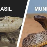 As 10 cobras mais peçonhentas do mundo (e quais vivem