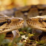 As cobras que gostam de andar em grupo e fazer