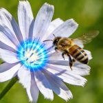 As flores atraem abelhas para sua polinização com um alvo