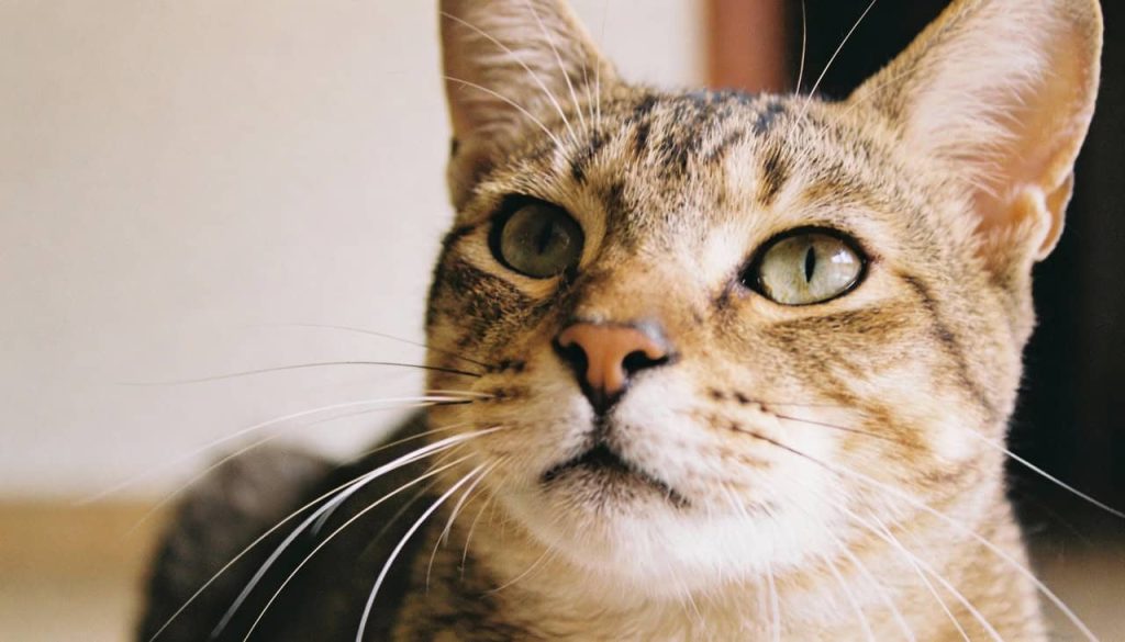 As quase 300 expressões faciais que os gatos usam para