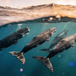 Baleias tem alfabeto próprio e mostram que conversar não é