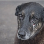Cão Orelha: Polícia prepara estratégia para retorno de adolescentes suspeitos