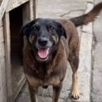 Capitais terão manifestações por justiça ao cão orelha; veja quais