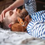 Ciência confirma: ter gato reduz risco cardíaco e fortalece saúde