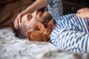 Ciência confirma: ter gato reduz risco cardíaco e fortalece saúde