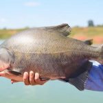 Cientistas brasileiros criam embalagem biodegradável com pele de peixe amazônico