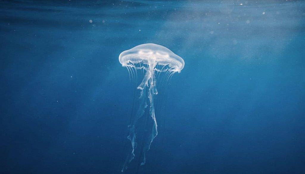 Cientistas descobrem uma criatura das profundezas marinhas que pode rejuvenescer