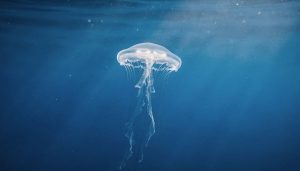 Cientistas descobrem uma criatura das profundezas marinhas que pode rejuvenescer