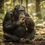 Cientistas se impressionam com a evolução dos chimpanzés que escolhem
