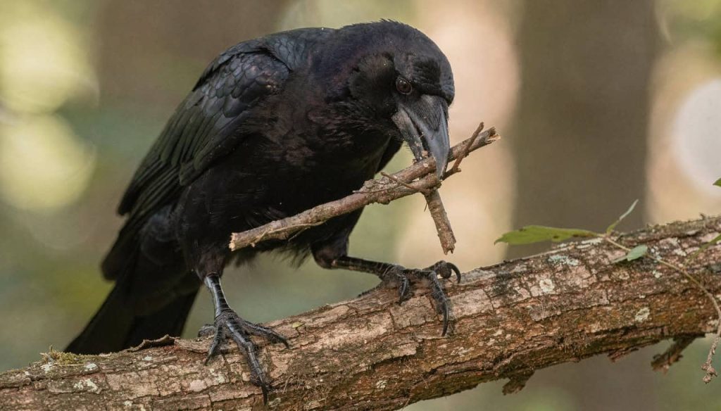 Cientistas se impressionam com novos corvos super inteligentes que podem