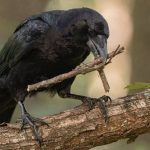 Cientistas se impressionam com novos corvos super inteligentes que podem