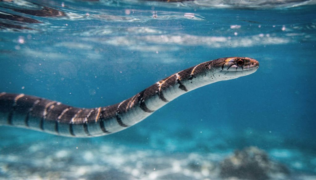 Como as cobras marinhas conseguem respirar mesmo no meio do