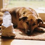 Como criar um ar-condicionado caseiro para a caminha do pet