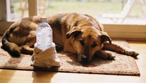 Como criar um ar-condicionado caseiro para a caminha do pet