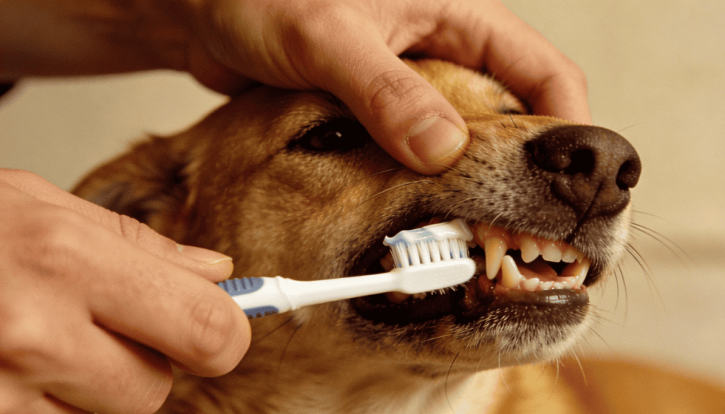 Como evitar o mau hálito e proteger o coração do