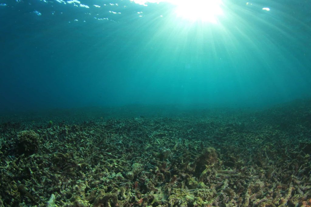 Como extinção em massa levou à ascensão dos peixes modernos