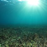 Como extinção em massa levou à ascensão dos peixes modernos