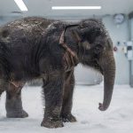 Como o plano bilionário para recriar o mamute pode ajudar