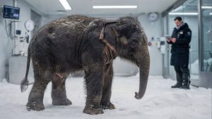 Como o plano bilionário para recriar o mamute pode ajudar