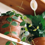 Como transformar sua sala em uma câmara com ar mais