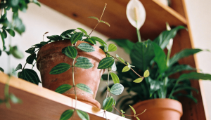 Como transformar sua sala em uma câmara com ar mais