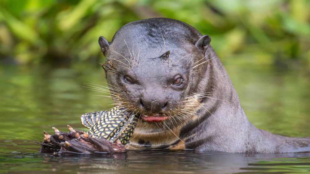 Conheça a ariranha, o terror das onças e jacarés brasileiros