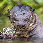 Conheça a ariranha, o terror das onças e jacarés brasileiros