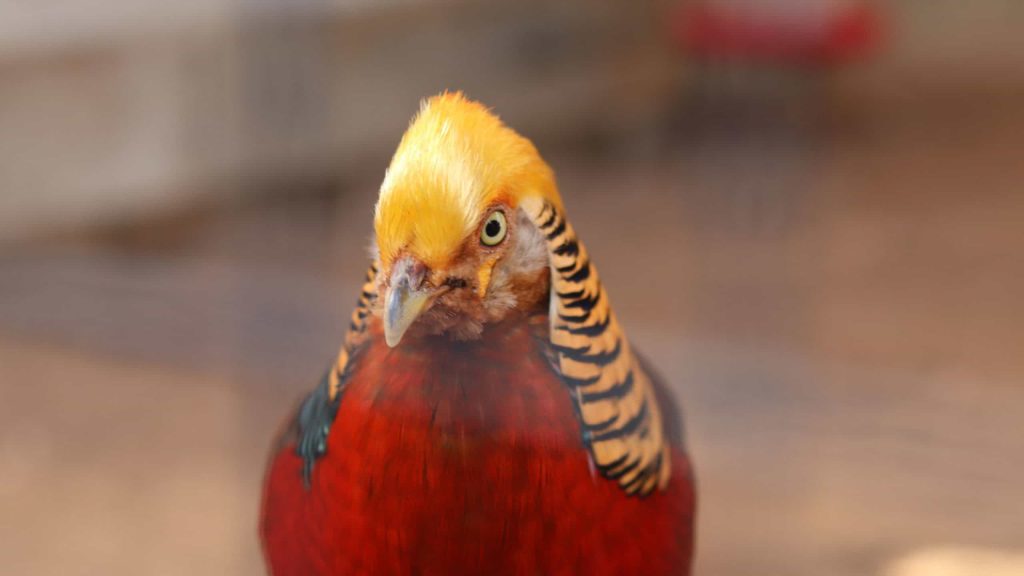 Conheça o Faisão, pássaro que fica ‘cego’ de amor