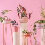 Cultivar plantas em casa atua como exercício de saúde mental