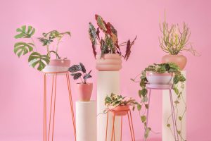 Cultivar plantas em casa atua como exercício de saúde mental