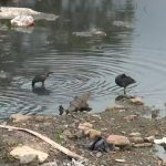 Deputadas denunciam Sabesp ao MP por despejo de esgoto na