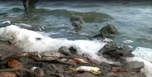 Dezenas de siris são encontrados mortos na Lagoa da Jansen